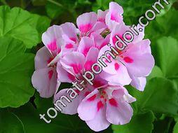 Pelargonium zonale Icecrystal