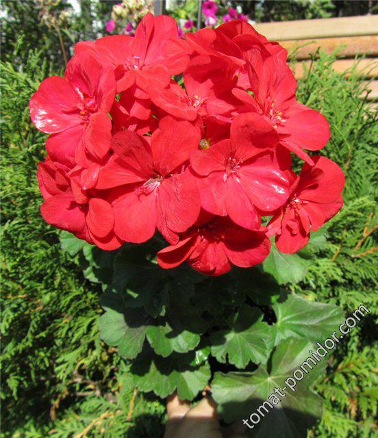 Pelargonium zonale Samelia